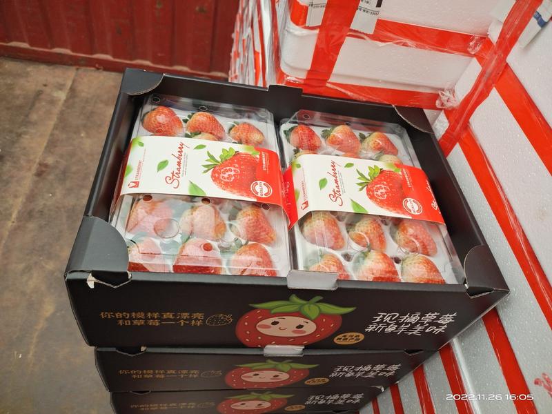 阜阳产地直销天仙醉奶油草莓大量上市收购代办