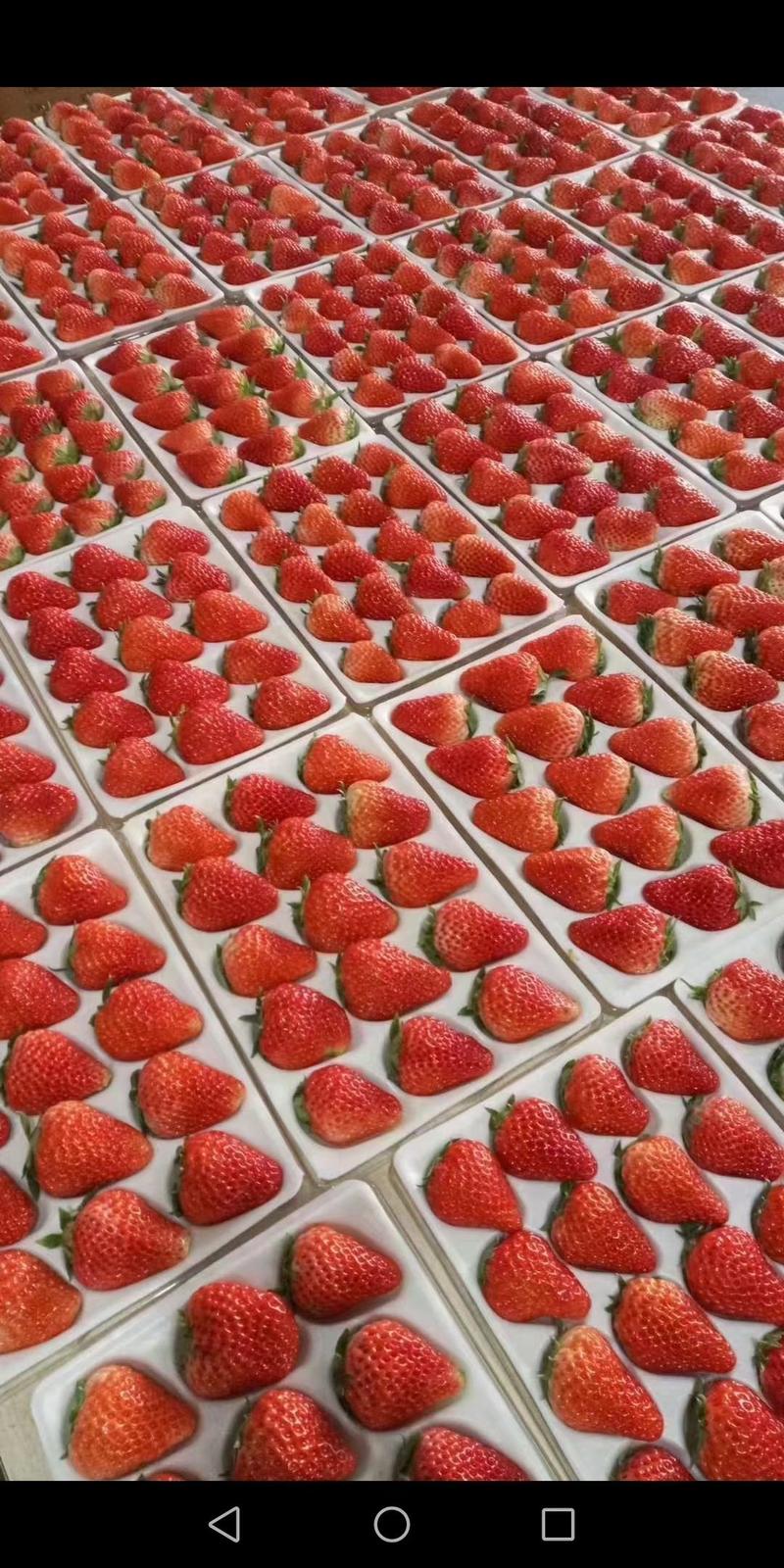 阜阳产地直销天仙醉奶油草莓大量上市收购代办