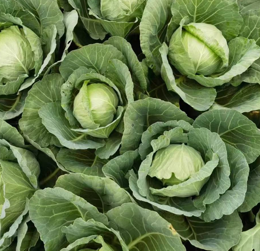 圆白菜与绿甘蓝对比图