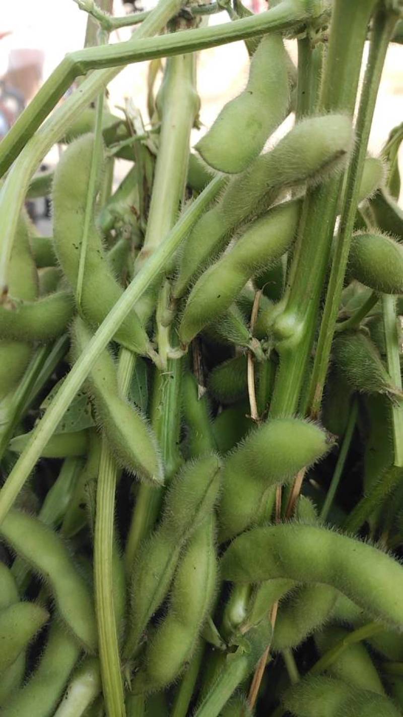 又一季毛豆大量上市，现摘现采，产地直销，欢迎各地收购商