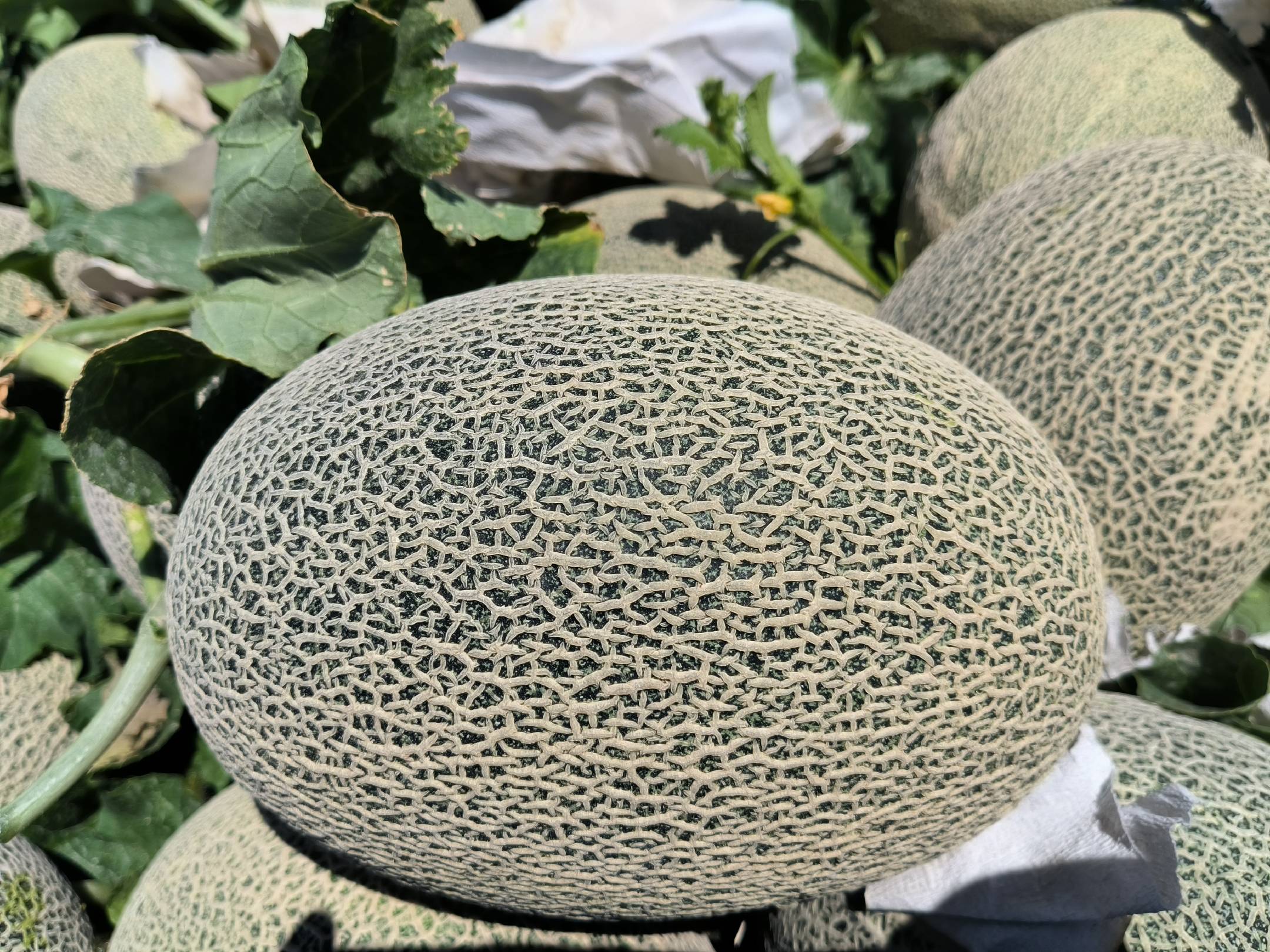 网纹瓜不同品种对比图