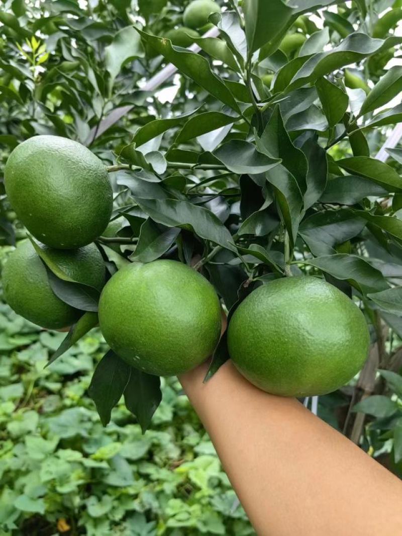 新品爱媛46号阿蜜达早熟柑橘苗*早熟耙耙柑杂柑苗
