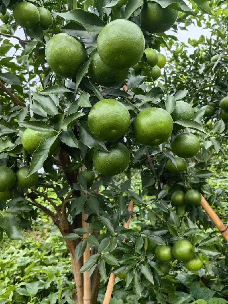 新品爱媛46号阿蜜达早熟柑橘苗*早熟耙耙柑杂柑苗
