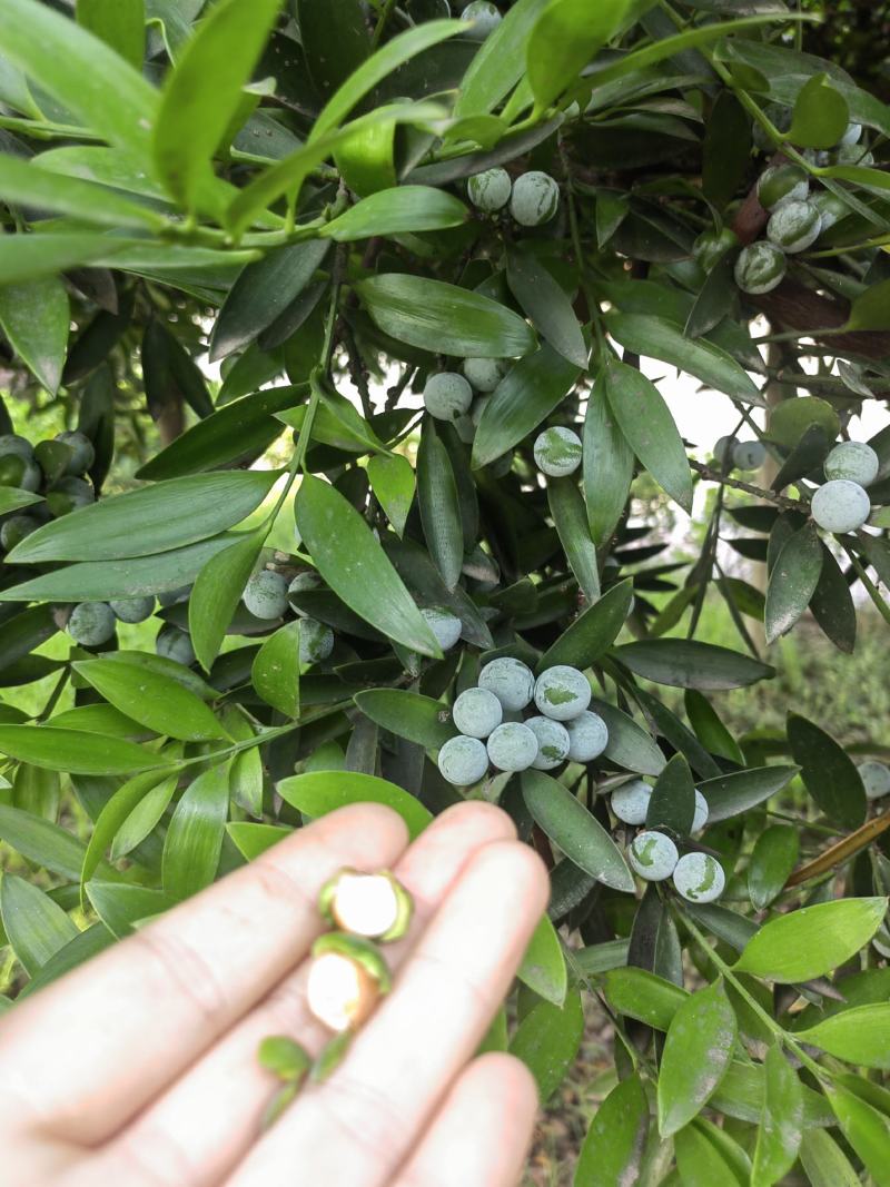 大量供应竹柏种子，竹柏种子价格，竹柏种子批发