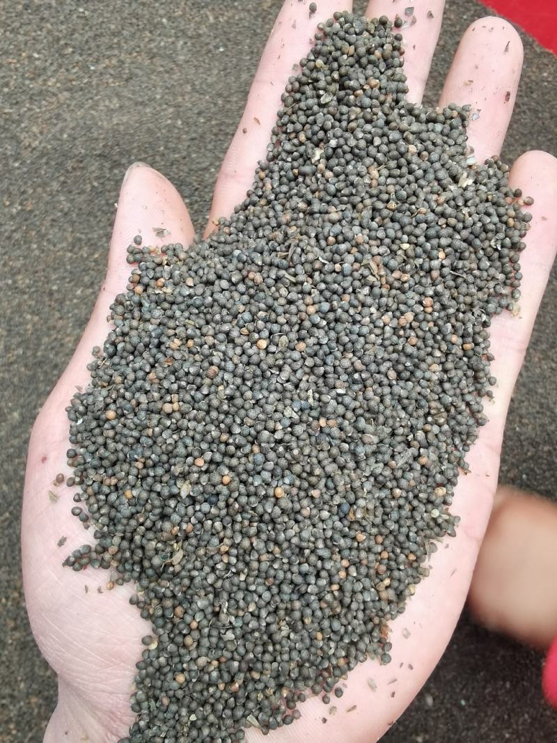 贵州紫苏子苏籽