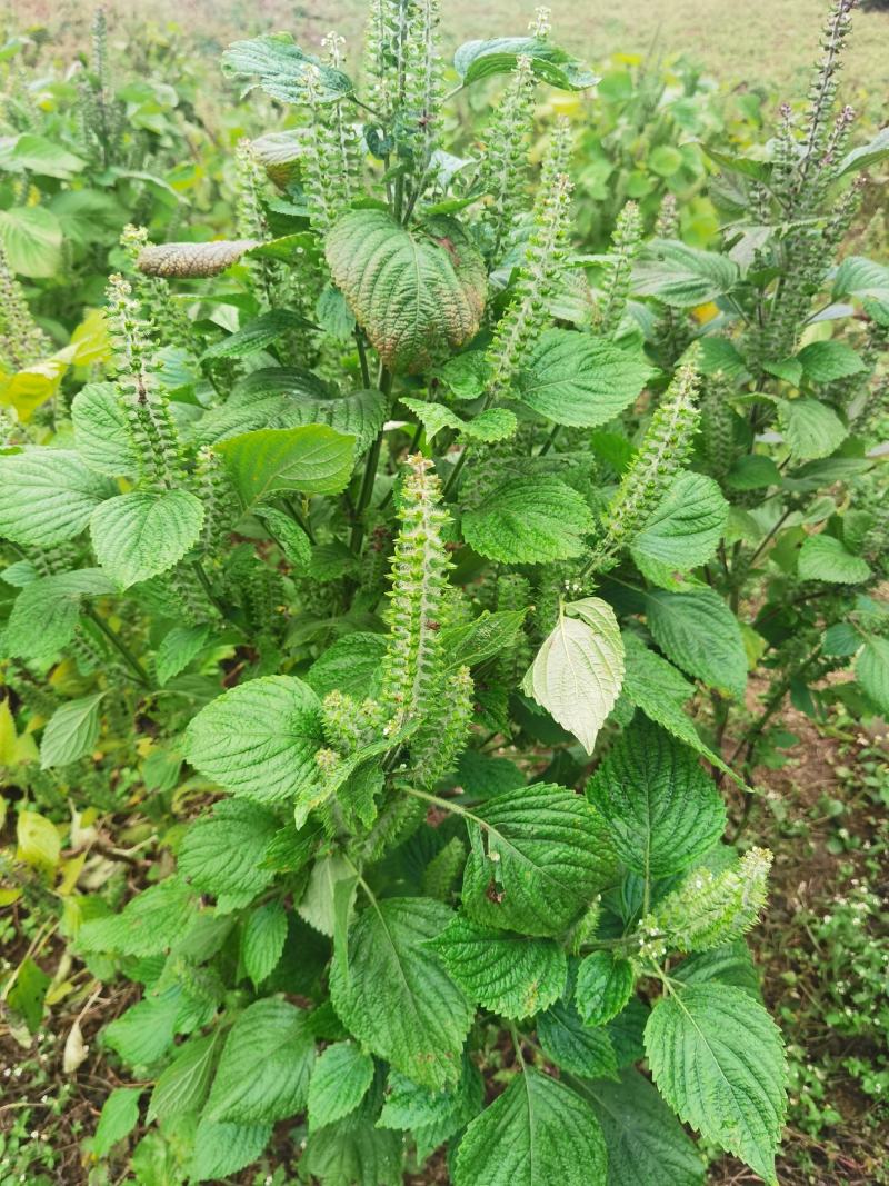 贵州紫苏子苏籽