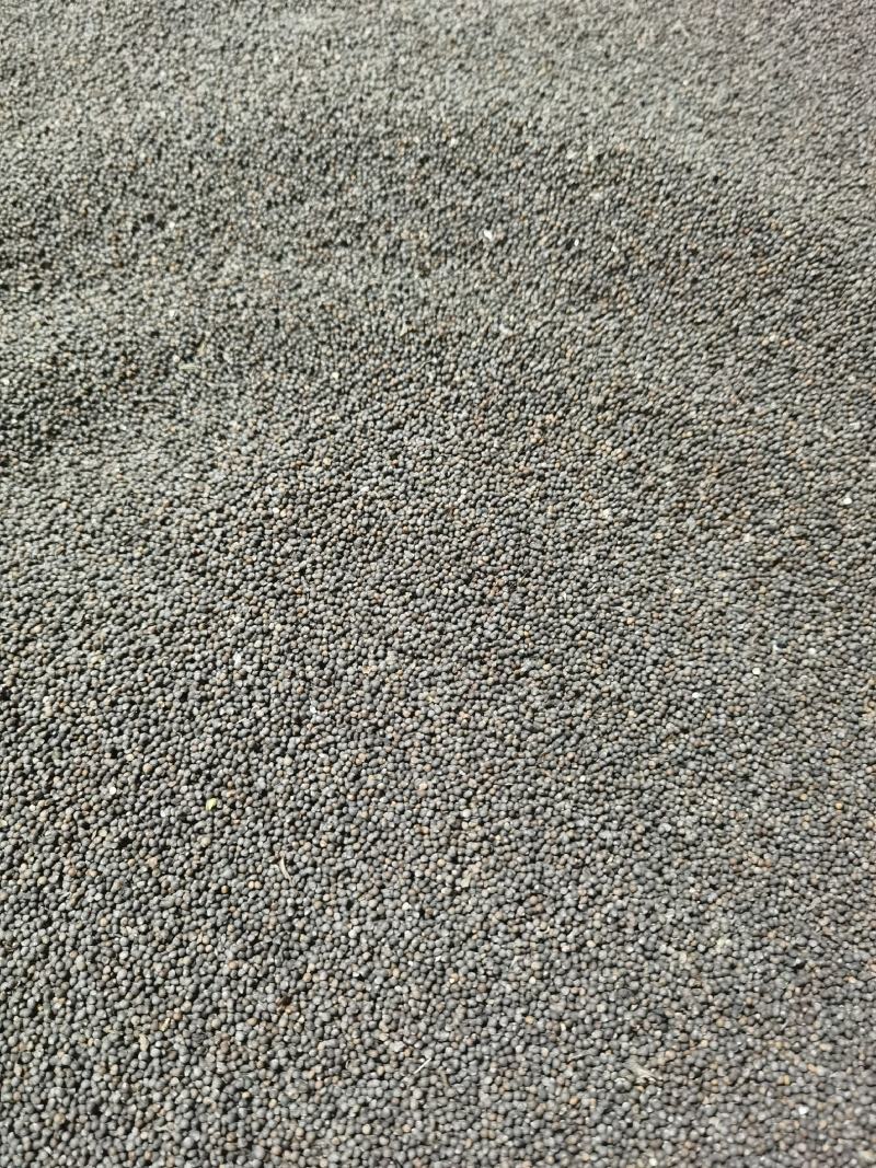 贵州紫苏子苏籽