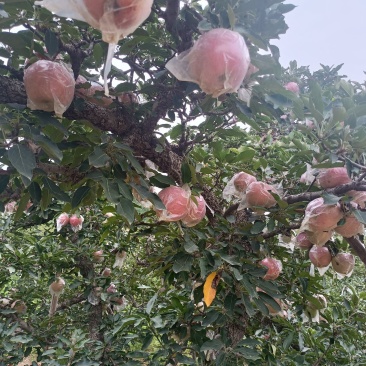 砀山县红星苹果大量上市中，质量好口感甜货源充足