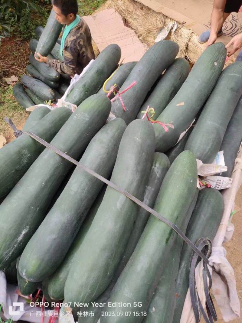广西桂林恭城县黑皮冬瓜大量有货价格美丽质量保证欢迎咨询