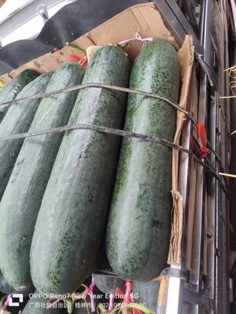 广西桂林恭城县黑皮冬瓜大量有货价格美丽质量保证欢迎咨询