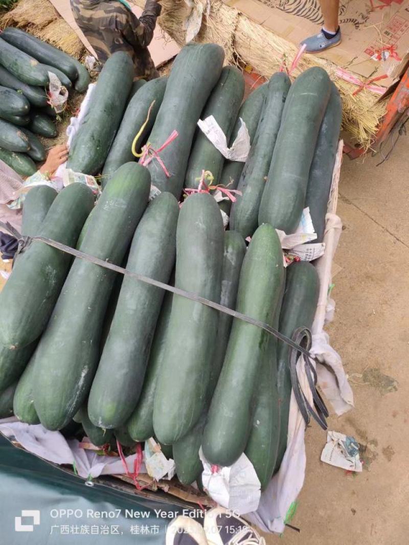 广西桂林恭城县黑皮冬瓜大量有货价格美丽质量保证欢迎咨询