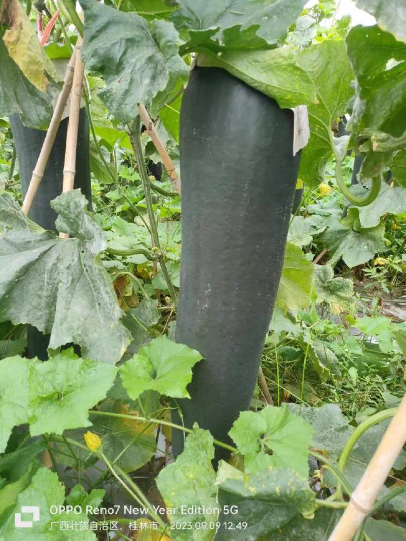 广西桂林恭城县黑皮冬瓜大量有货价格美丽质量保证欢迎咨询