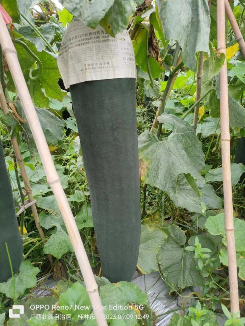 广西桂林恭城县黑皮冬瓜大量有货价格美丽质量保证欢迎咨询