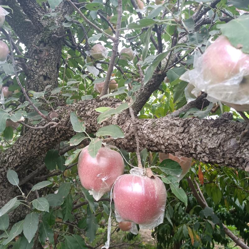 砀山县红星苹果大量上市中，质量好口感甜货源充足
