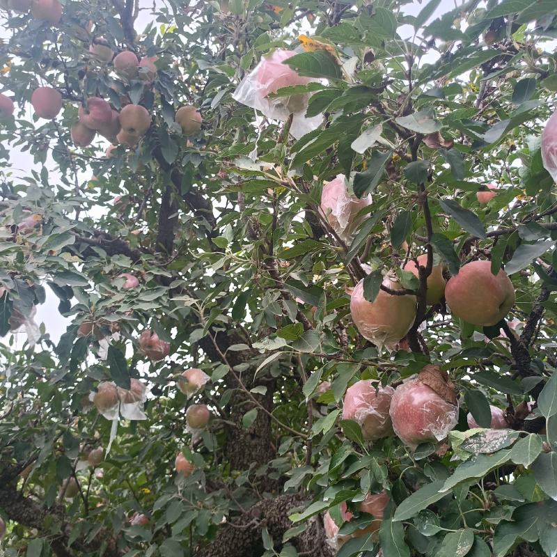 砀山县红星苹果大量上市中，质量好口感甜货源充足