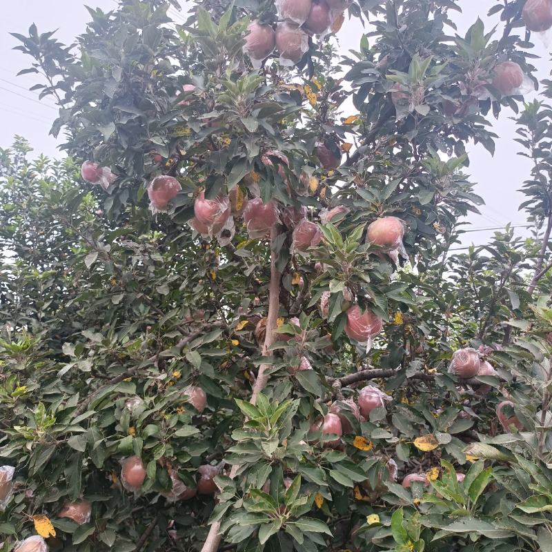 砀山县红星苹果大量上市中，质量好口感甜货源充足