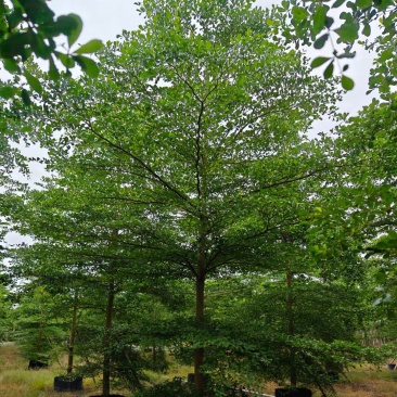 小叶榄仁5-15分