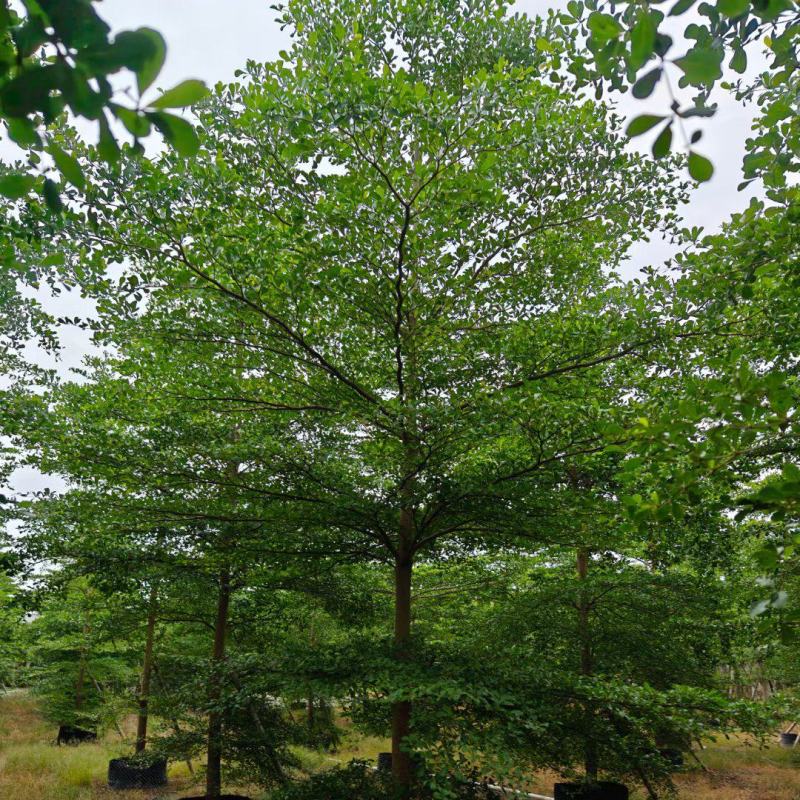 小叶榄仁5-15分