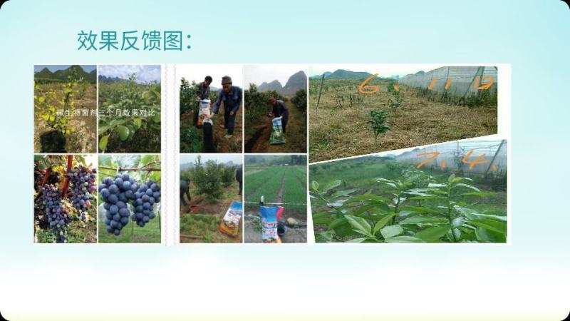 生物有机菌肥，调理土壤，促根，防根腐病