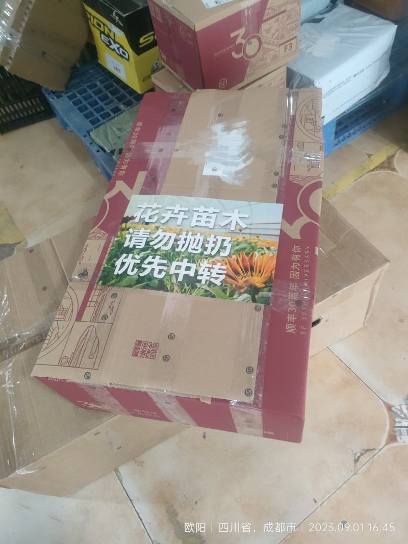 【早优美爱媛柑橘苗】爱媛苗早熟品种正品限量供应苗圃直发