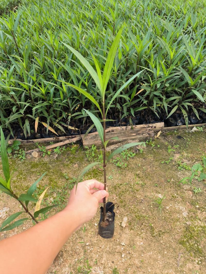 翠芦莉