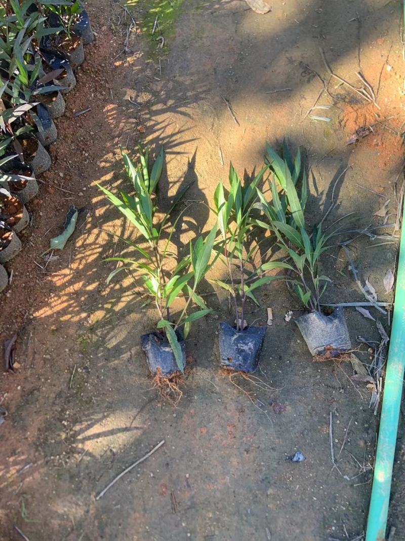 翠芦莉
