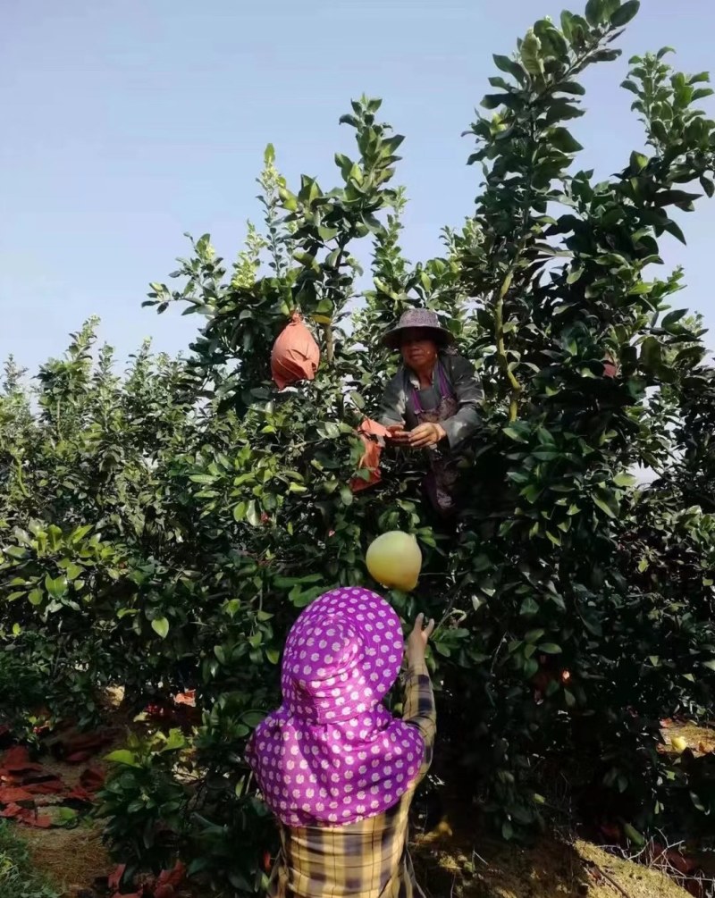 手掰三红蜜柚产地直发！精品果，送礼倍儿有面～