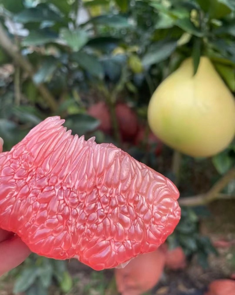 手掰三红蜜柚产地直发！精品果，送礼倍儿有面～