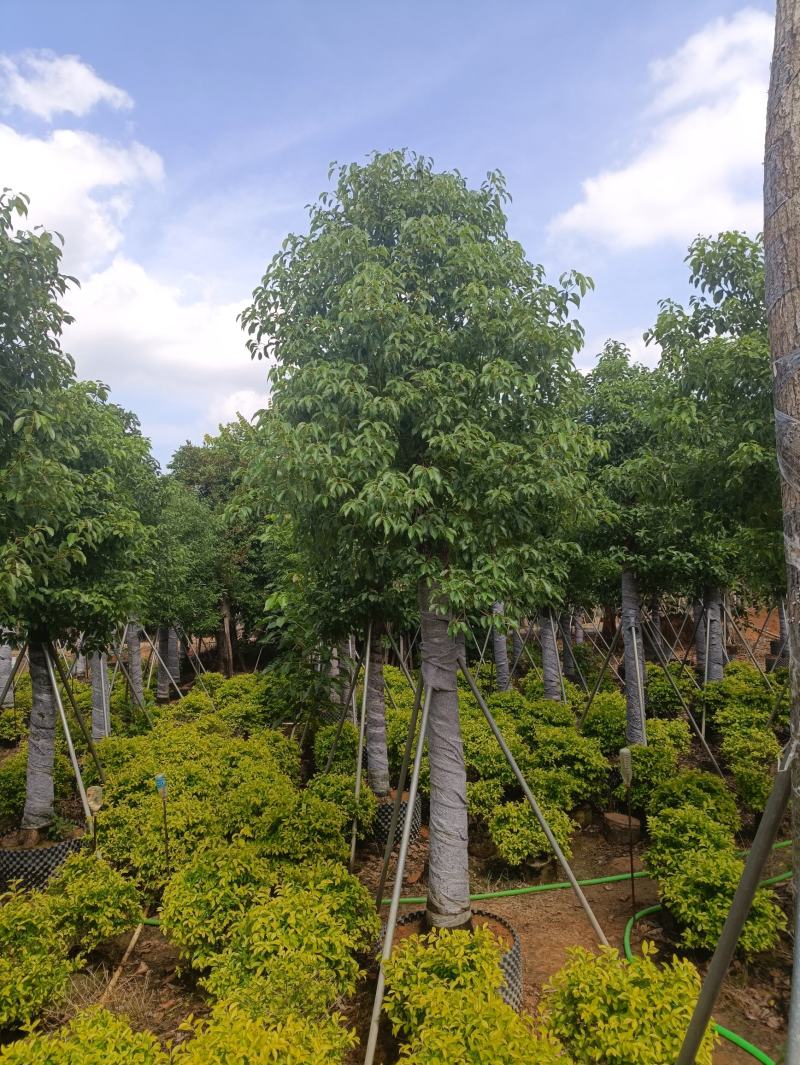 3-40分香樟