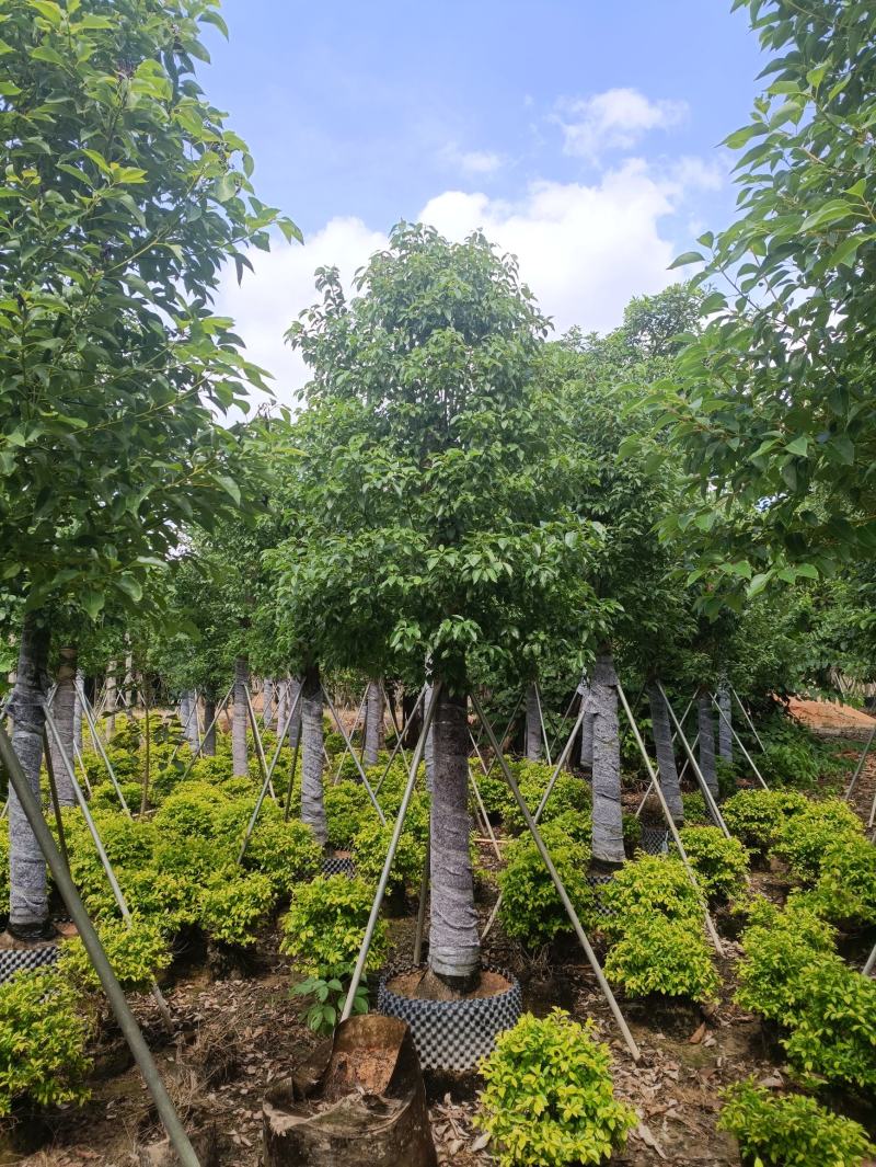 3-40分香樟