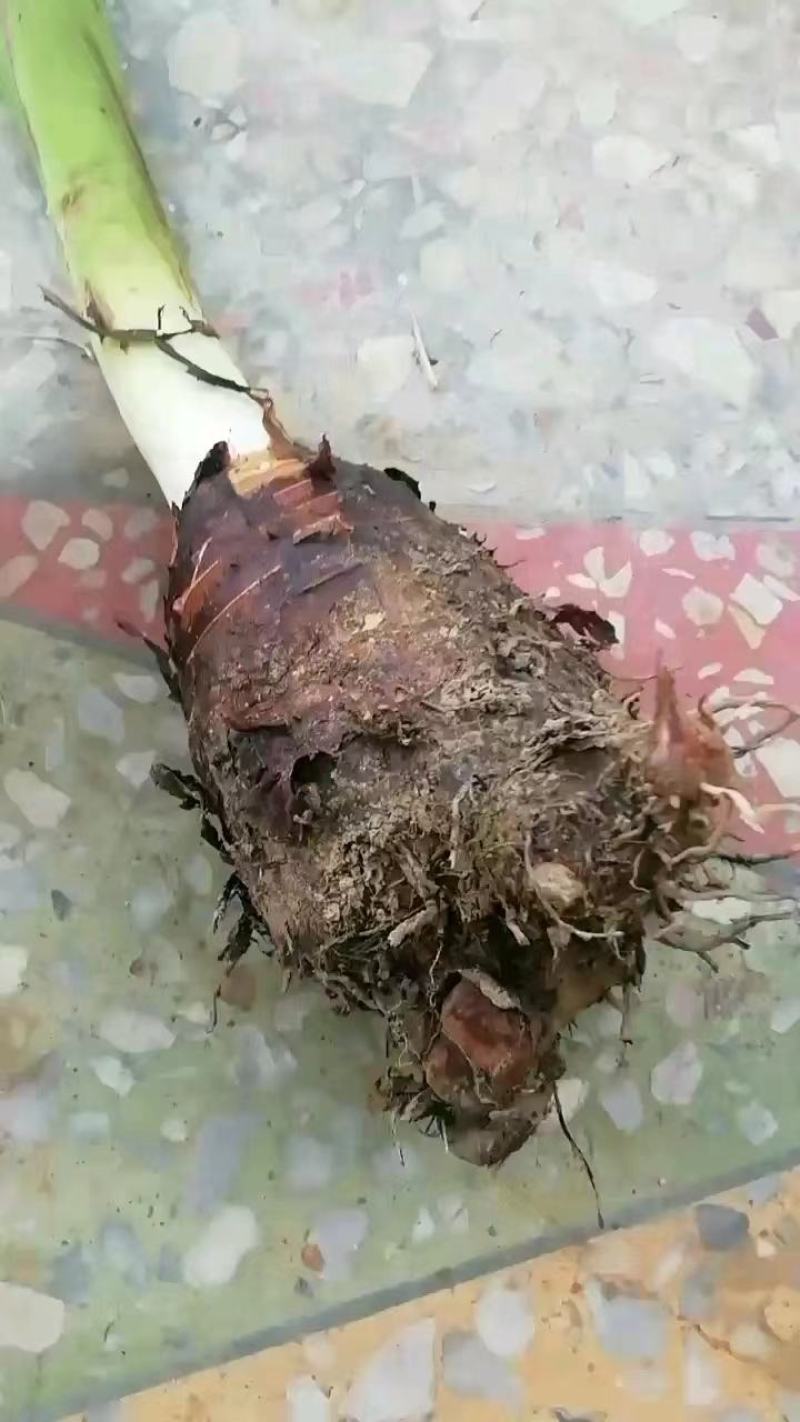 农户自种小香芋，香甜可口，个个饱满，口感软酥！营养丰富！