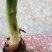 农户自种小香芋，香甜可口，个个饱满，口感软酥！营养丰富！