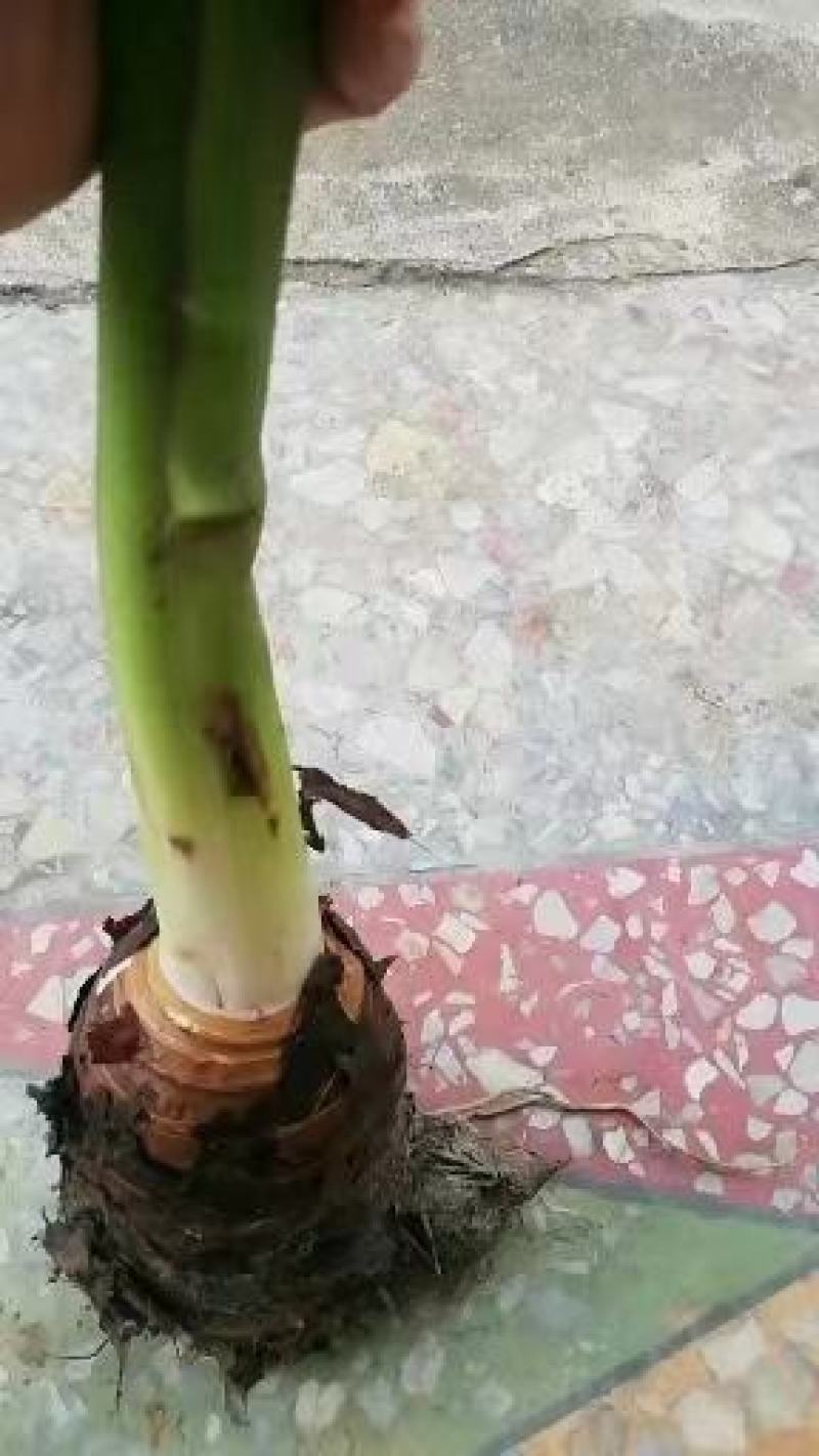 农户自种小香芋，香甜可口，个个饱满，口感软酥！营养丰富！