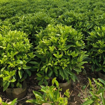 非洲茉莉球40-150cm