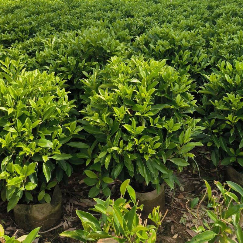 非洲茉莉球40-150cm