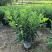 非洲茉莉球40-150cm