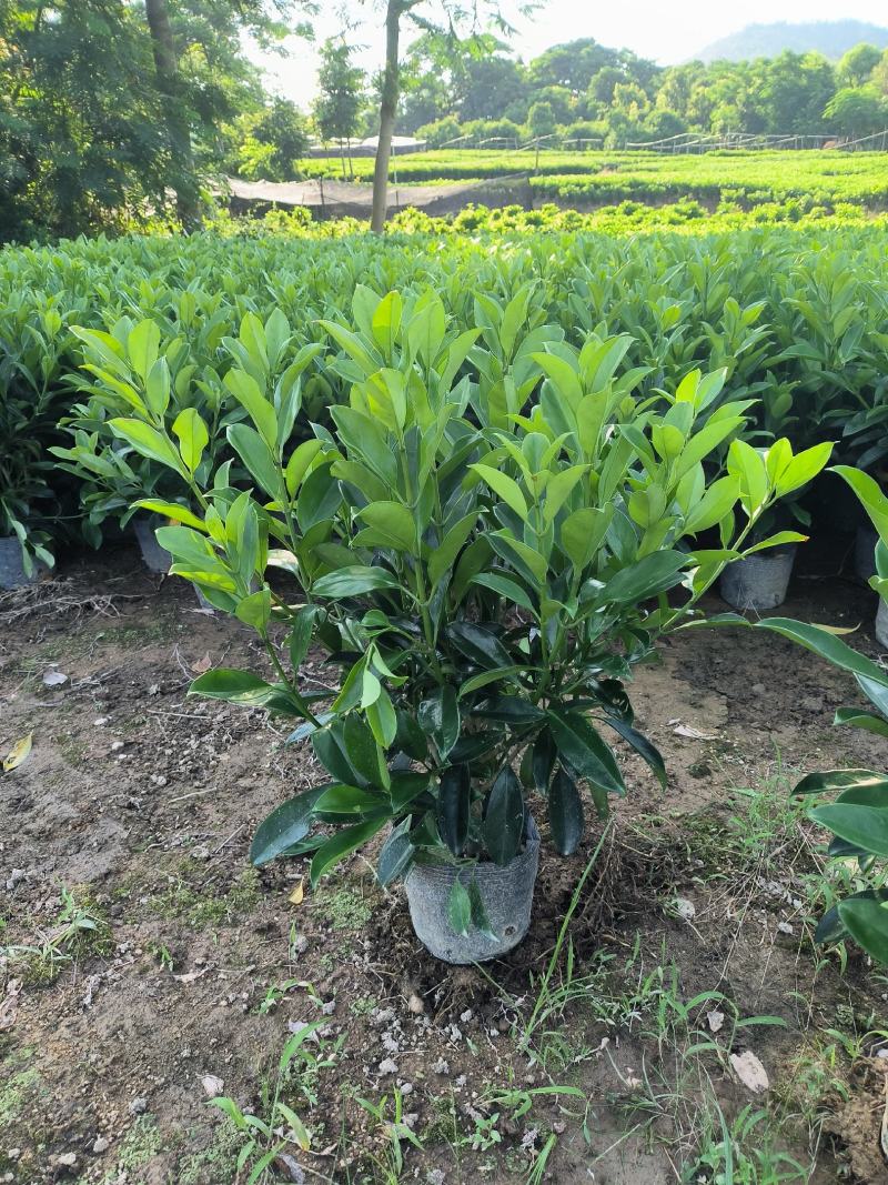 非洲茉莉球40-150cm