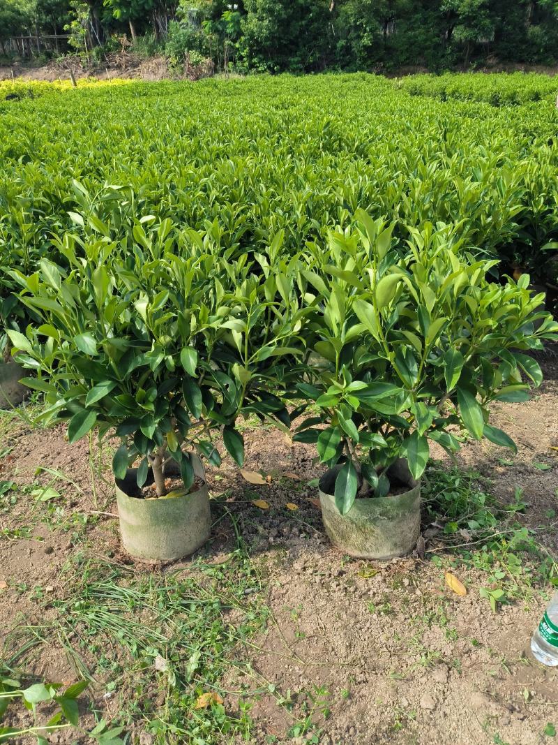 非洲茉莉球40-150cm