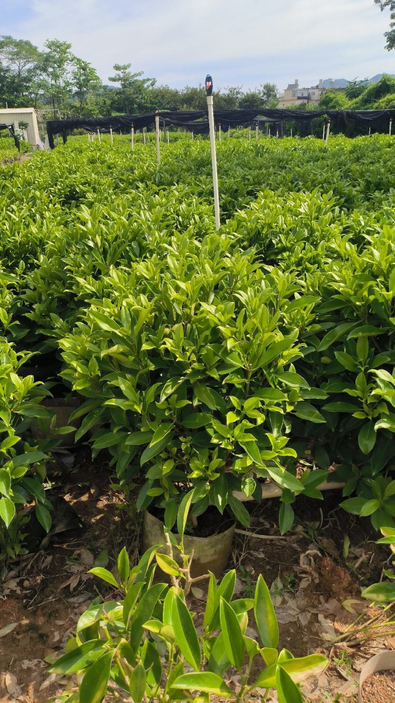 非洲茉莉球40-150cm