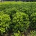 非洲茉莉球40-150cm