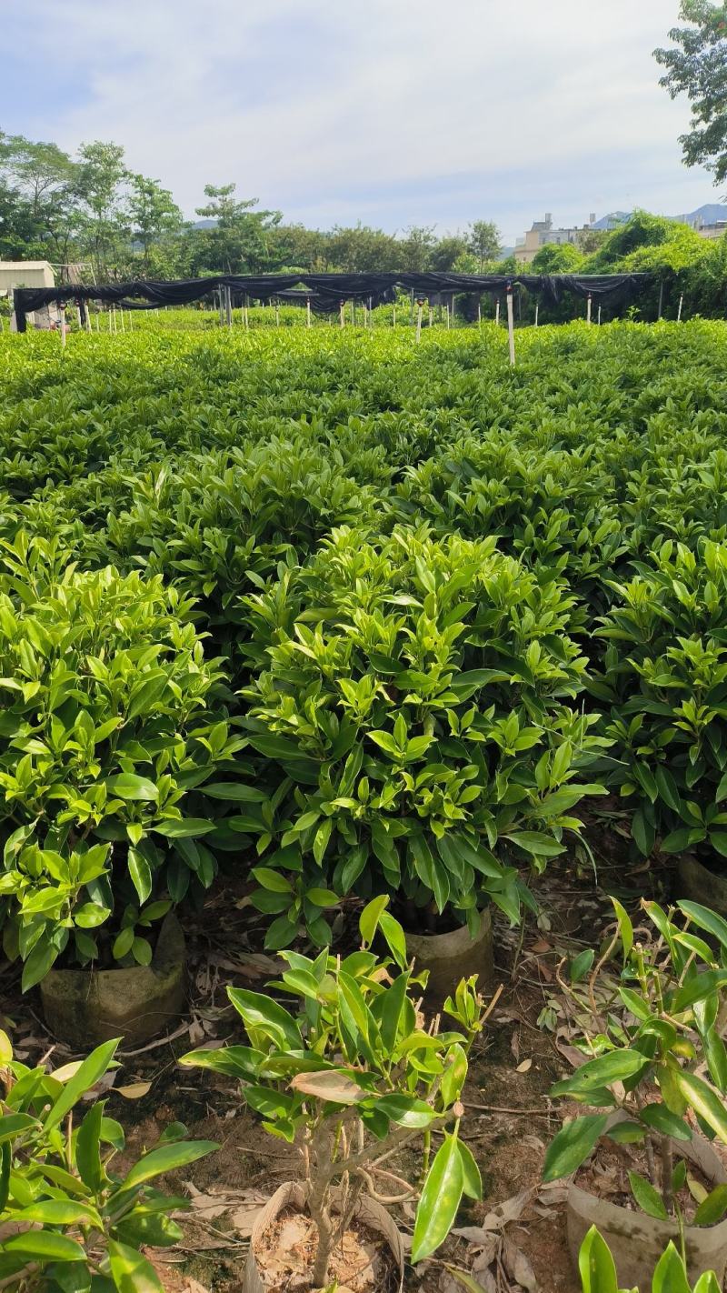 非洲茉莉球40-150cm