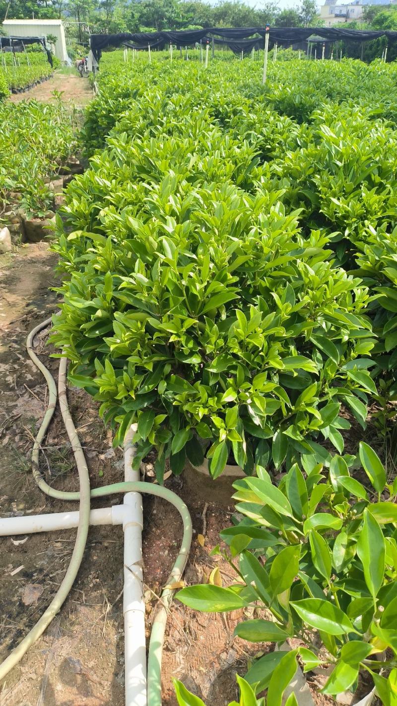 非洲茉莉球40-150cm