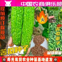 山东潍坊寿光抗高温进口冷瓜种子绿皮苦瓜种子采收期长产量高