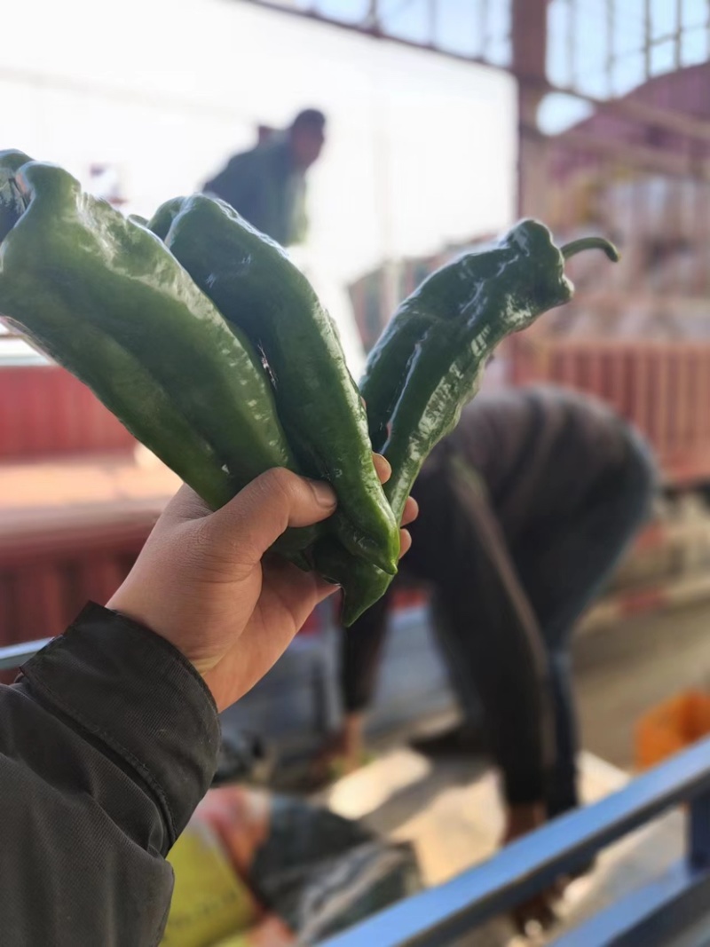 精品大棚青椒产地直发量大从优资源充足可视频看货
