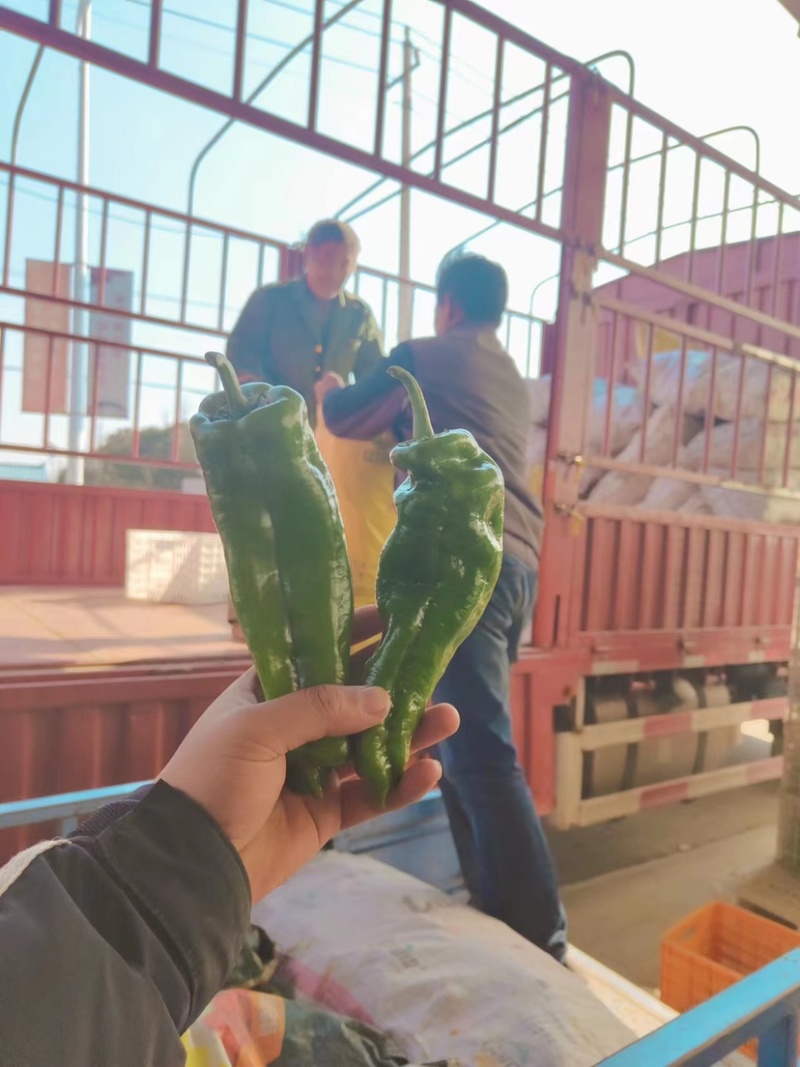 精品大棚青椒产地直发量大从优资源充足可视频看货
