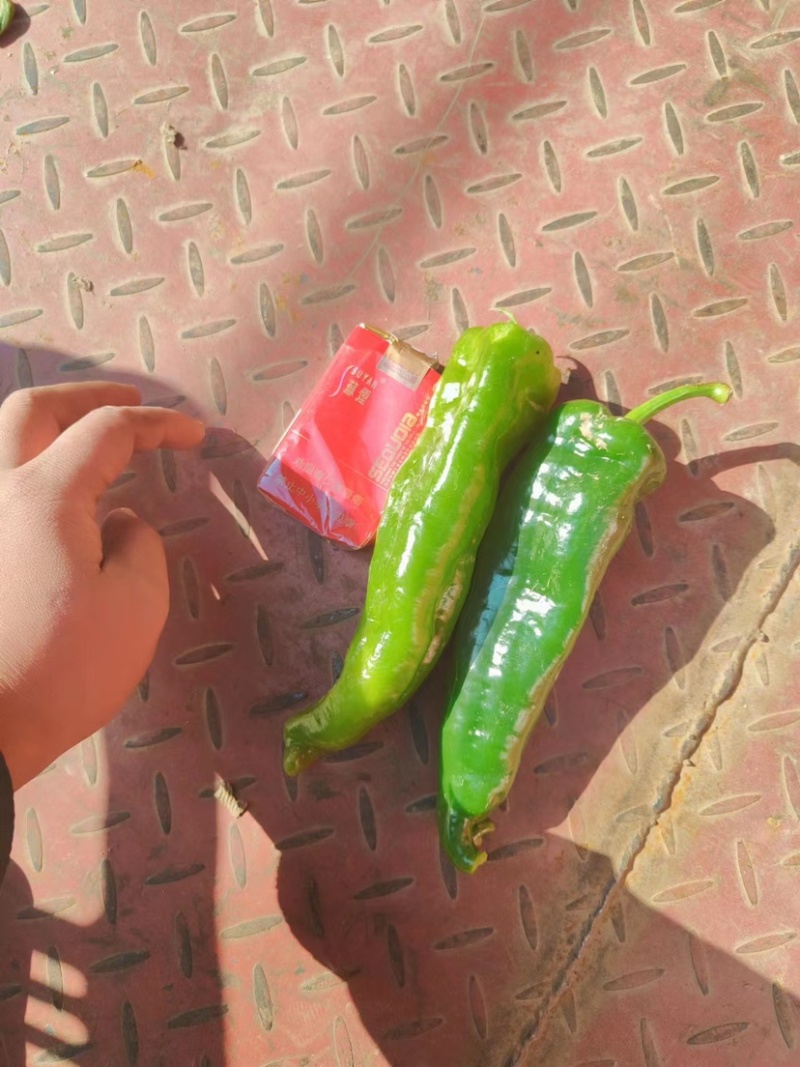 精品大棚青椒产地直发量大从优资源充足可视频看货