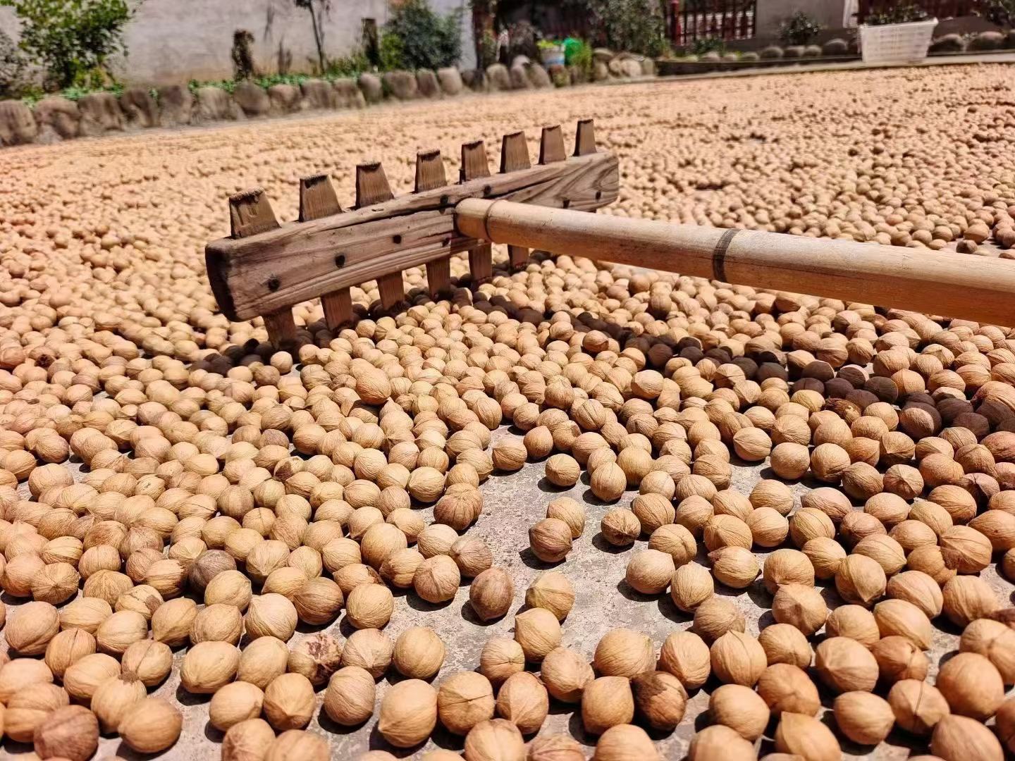 山核桃脱皮后清洗与晾晒