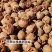 山核桃特好剥皮薄肉满皮质保证对应全国