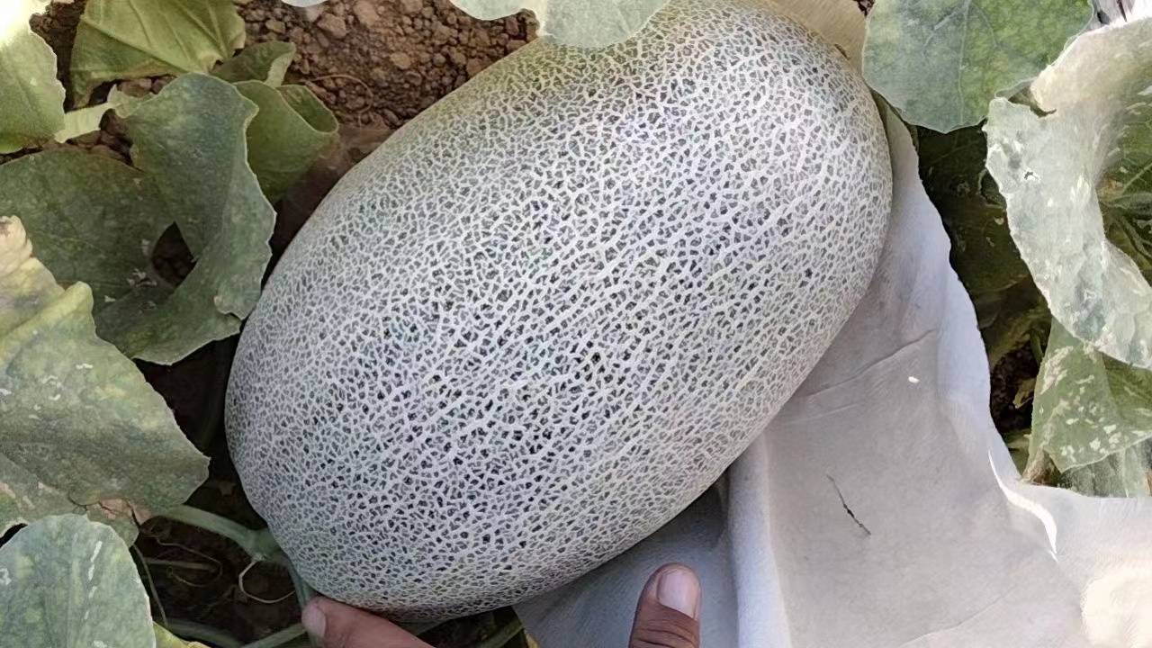 网纹瓜主要品种对比图