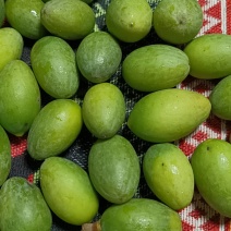 精品橄榄大量有货自种甜果品质保证